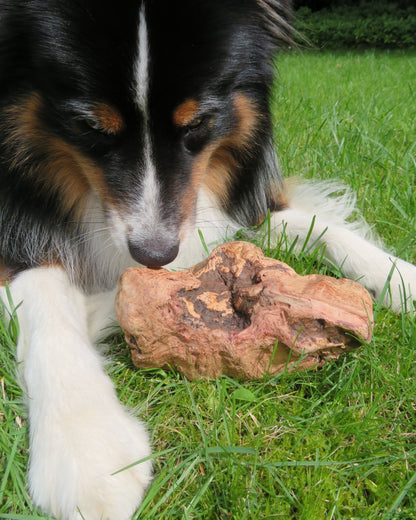 Kauwurzel Größe L aus Wurzel der portugiesischer Baumheide mit Hund im Garten