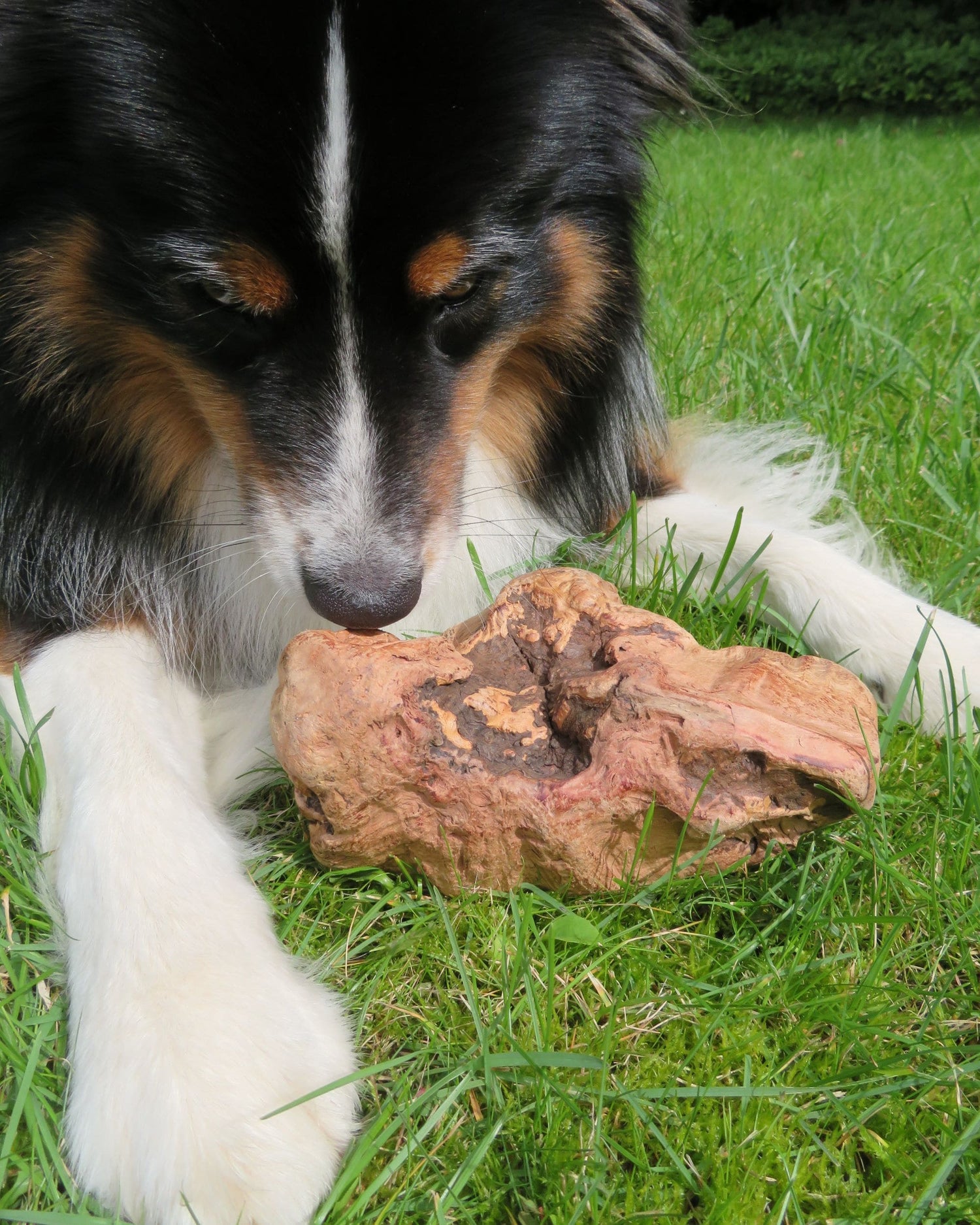 Kauwurzel Größe S aus Wurzel der portugiesischer Baumheide mit Hund im Garten