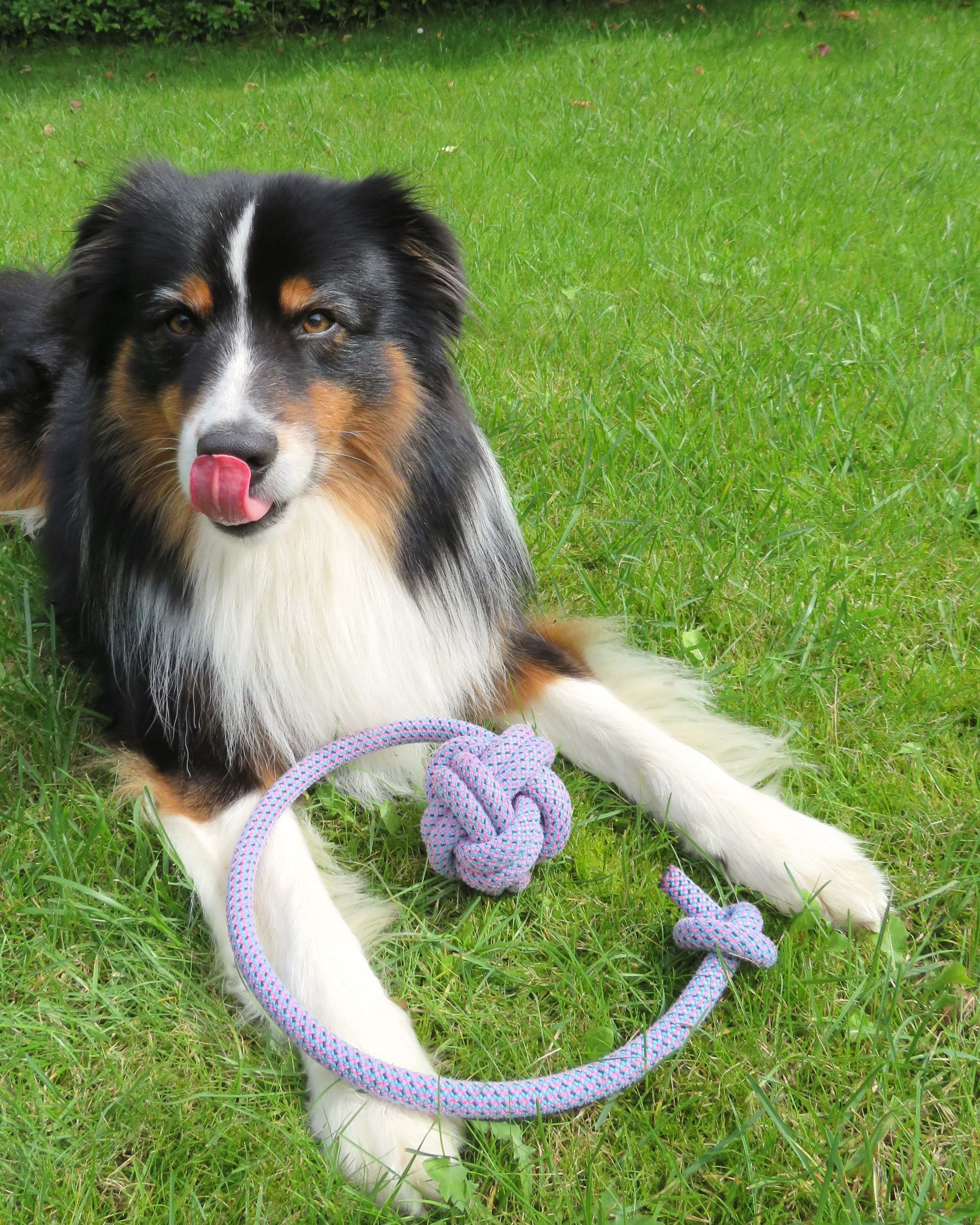 Schleuderball für Hunde aus upgecycelten Kletterseilen  im Garten auf Rasen mit Hund